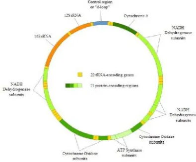 Figure 1.1 Mitochondrial DNA