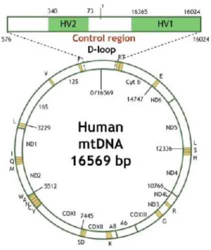 Figure 1.2 mtDNA and displacement loop (D-loop)