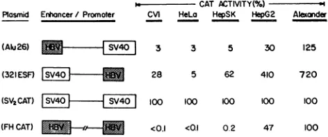 FIG.1.CATenhancer,Theheterologouswerepositive control,resultsHBV Tissue-specific expression of the core gene promoter