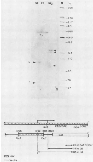 Figure 1tionenhancer summarizes the tissue-specific activities of the HBV and the core gene promoter assayed in combina- either with each other or with the heterologous SV40