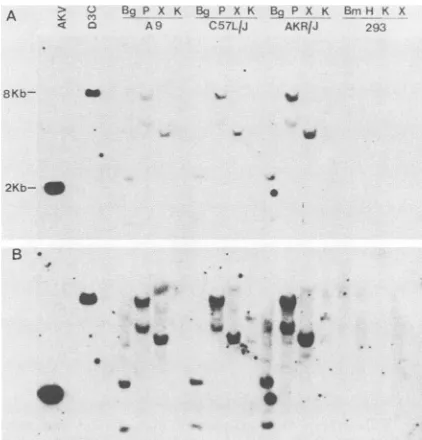 FIG. 2.turetranscriptaseDNAcm,probedoligonucleotiderials(16-h)cleavedcontainD3C,fromPstI;phageC57L/Jmixeddigestedisolatedendonucleases:theare[seebromide-stained)oneHindIll-digestedcorrespondsissequenceshown) about Southem blot analysis of mouse and human D