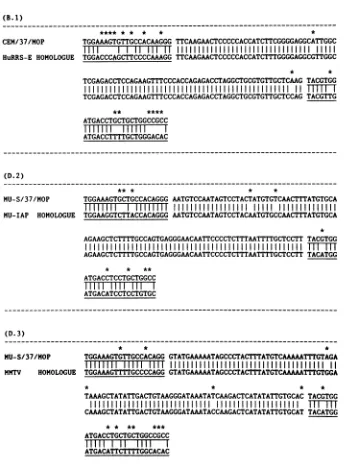 FIG. 5.nucleotideanhomologssequences asterisk, Comparison of the nucleotide sequences of three PCR-amplified DNA fragments and three previously cloned chromosomal to which they are highly homologous