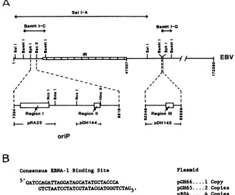 FIG.1.usedcoordinatesin the (A) Location of the EBNA-1 binding sites in the EBV genome
