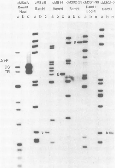 FIG. 5.EBNA-1 Survey of an EBV cosmid 1 binding sites by a DNA filIter