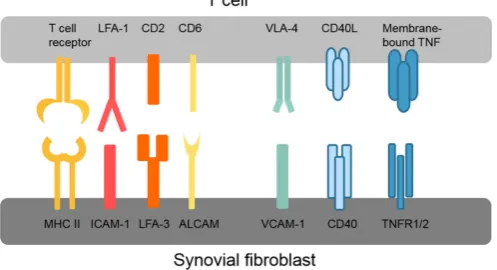 Figure 2 Overview of key interactions between T cells and synovial fibroblasts. ALCAM, activated leukocyte cell adhesion molecule; CD40L, CD40 ligand; ICAM-1, intercellular adhesion molecule 1; LFA, lymphocyte function-associated antigen; MHC II, major histocompatibility complex II; TNFR1/2, tumour necrosis factor receptor 1/2; VCAM-1, vascular cell adhesion protein 1; VLA-4, very late antigen-4.