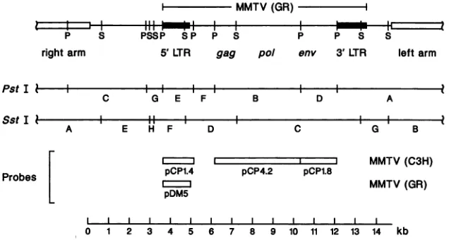 FIG.1.Candshown. fragment Restriction map of XGRT39 and location of the probes used in this study