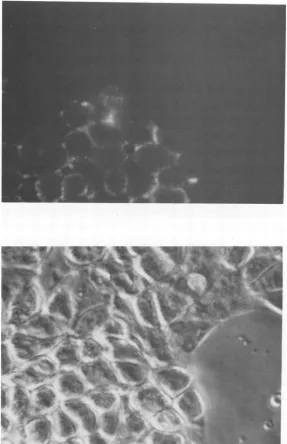 FIG.4.ofnegativecell fluorescentExpression of viral envelope SU protein gp52 on the surface of XGRT39-transfected LA7 cells