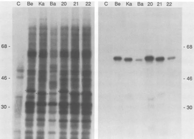 FIG. 3.cellsthewereproductinfected;Methods. In vitro translation of total cytoplasmic RNA extracted from PRV-infected cells