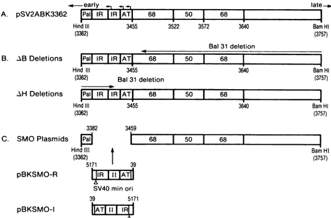 FIG.1.XhoIcontainsthreepSV2ABK3362earlydigestingderivedtowardexcisedcontains(CAAGCTTG).linkerclosest Construction of various BKV origin region deletion plasmids