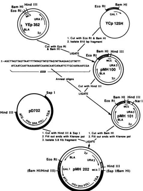 FIG.1.pMH202.vector, Scheme pMH101 kb, Kilobase