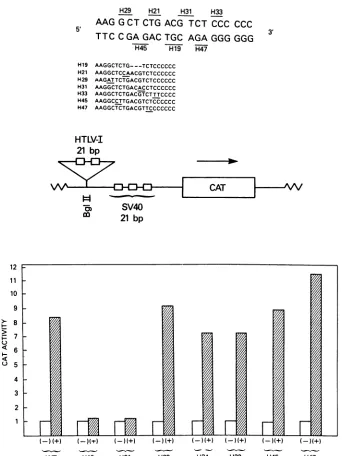 FIG. 2.relativearecontainsAjOCAT2values Mutational analysis of the HTLV-I 21-bp sequence