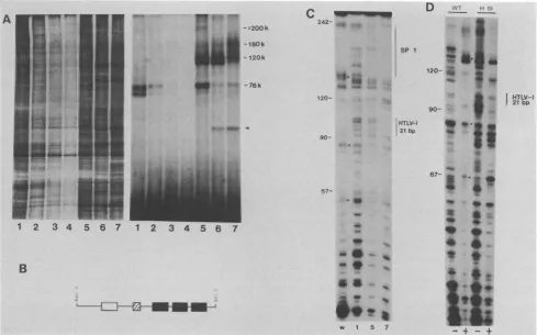 FIG. 5.fractionsprobe.7)positionsofcopiesthea180-,sequencessite.1, single fraction and HTLV-I Partial separation of HTLV-1 21-bp-sequence-binding proteins and analysis by nuclease protection