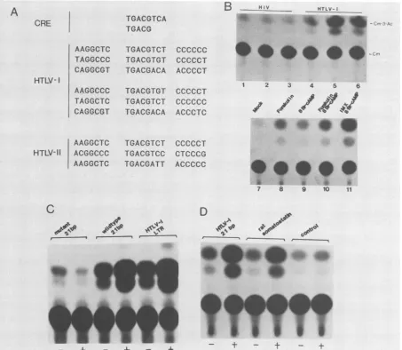 FIG. 7.treatmentbromo-cAMP(CRE)(lower(pU3RCAT)inducedtransfectedccAMP8;plasmidseparately 8 The HTLV-I LTR contains a cAMP-responsive element