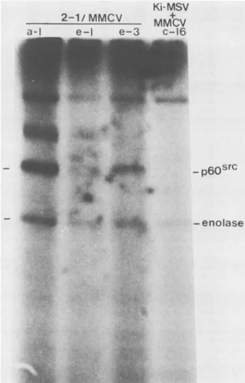 FIG. 7.corticalcoloniesdishes,ducedenolase,MMCVlysed,acrylamide).as a p605rc kinase activity in MMCV-and-2-1-infected adreno- cultures