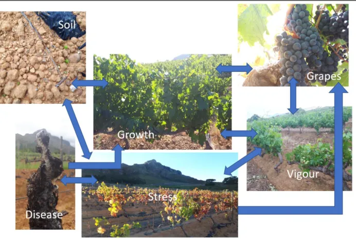 Figure 1: Relationships between parameters influencing growth and development that can be monitored  or prevented with technology