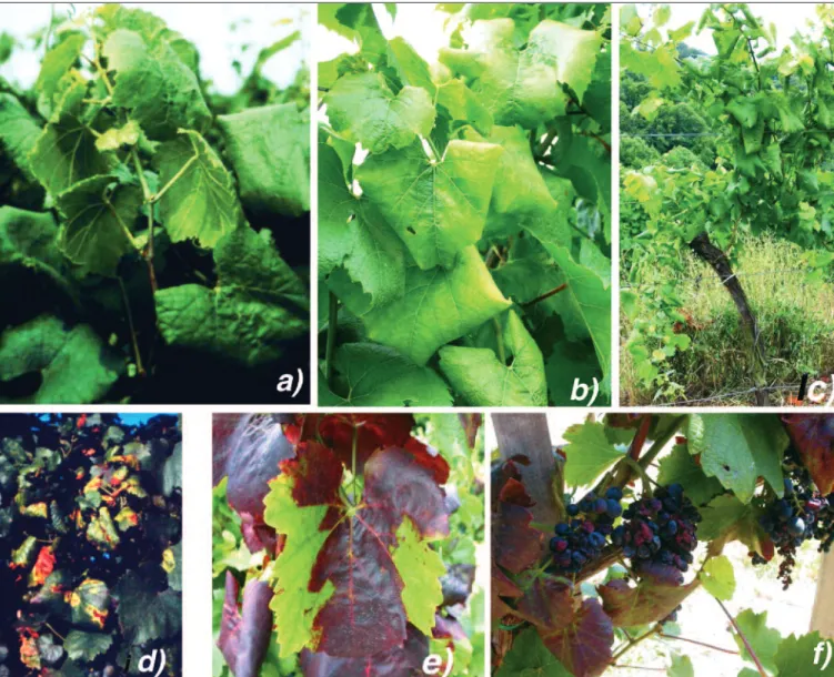 Fig 1: Typical symptoms of Grapevine yellows (GY) diseases: a) First symptoms on young shoot: zig-zag growths and shortened internodes, pale, downward rolling leaves; b) leaf rolling and chlorosis become more evident during vegetation, c) severe, triangle-