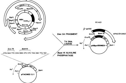 FIG. 2.constructedvector,forrepresents(17)Theregion Vector construction. The expression of determinants encoded by the ORF P region was directed by pHBpoIDDNEO-1, which was by the insertion of a 427-base-pair Sau3A fragment containing putative polymerase s