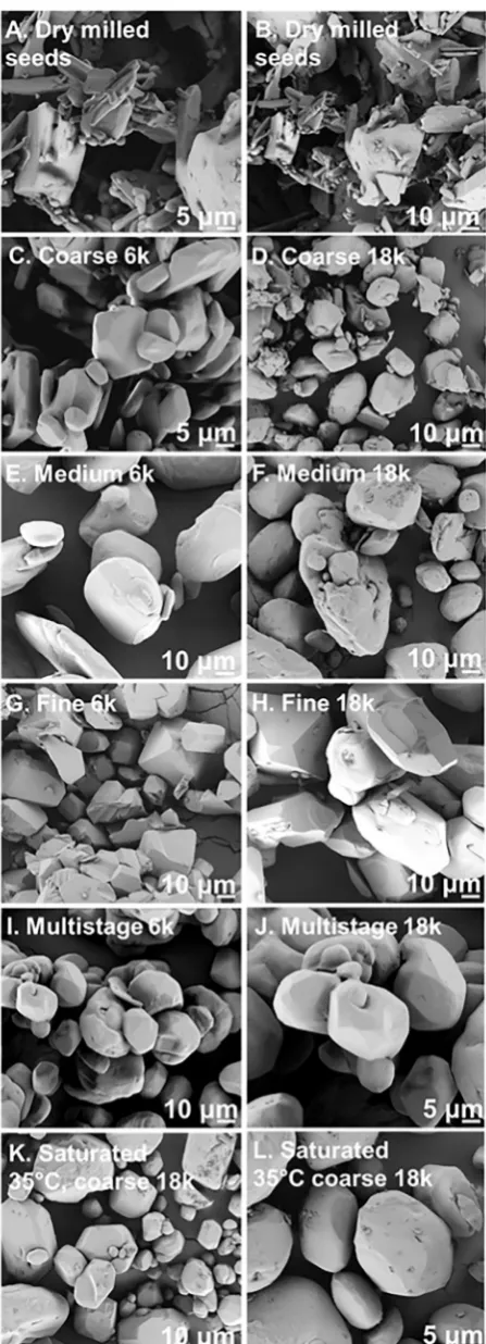 Fig. 8. SEM images from crystals produced under each experimental condition.