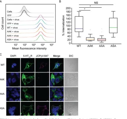 FIG 8 Mutagenesis of theincubation with JCPyV-647 (MOItransfected with wild-type unmutated 5-HT �-arrestin binding motif in 5-HT2AR decreases JCPyV internalization in HEK293A cells