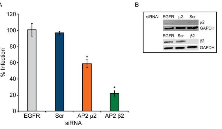 FIG 2 JCPyV infection requires adaptor protein AP2 subunitsto that for EGFR control siRNA-treated cells [100%]) from at least three independent experiments