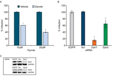 FIG 3 Dynamin is required for JCPyV infection. (A) SVG-A cells were pretreated with the dynamin 1/2 inhibitor Dynole atthe indicated concentrations or with the Dynole-speciﬁc negative control at 37°C for 30 min before infection with JCPyV(MOI � 0.5 FFU/cel