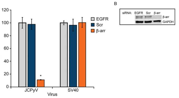 FIG 4 JCPyV infection requiresprocessed for Western blotting to conﬁrmwere normalized to that for EGFR control siRNA-treated cells [100%]) from at least three independent experiments