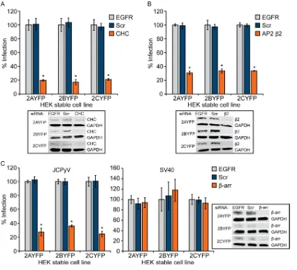 FIG 6 Reduction of clathrin, AP2�to that for EGFR control siRNA-treated cells for each receptor subtype cell line [100%]) from at least three independent experiments.Error bars indicate SD.reduces infection