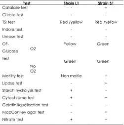 Figure 1 Sudan Black B staining for L1 and S1 strains 