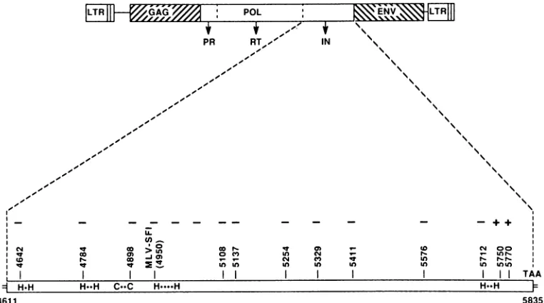 TABLE 1. Structure and properties of Mo-MLV IN mutants