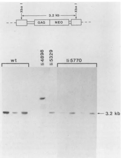 TABLE 2. pMX262 proviruses formed by wild-type andreplication-competent mutant pseudotypes Ui5750 andUi5770 appear to be structurally normala