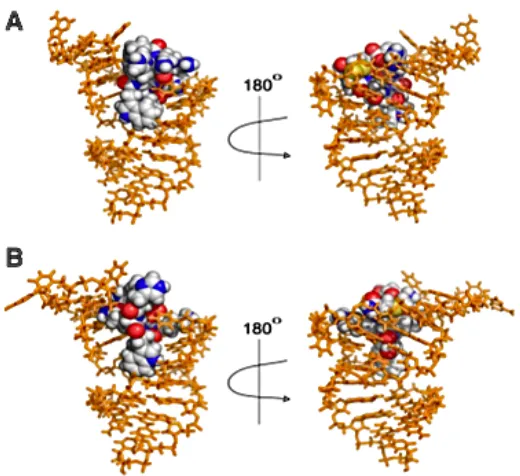 Figure 1.4. HADDOCK modeling of P1 (A) and P2 (B) with target RNA bTAR; lowest energy structure for each complex is depicted