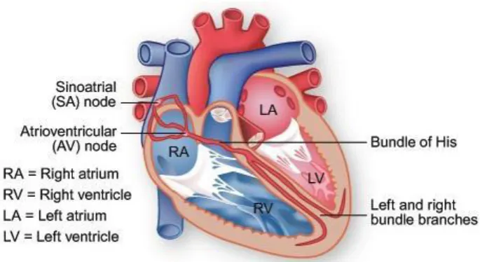 Figure 1.2 Simple illustration of the human heart structure. 