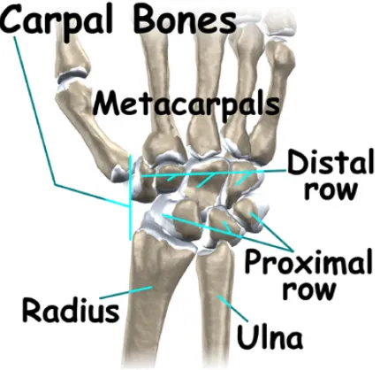 Fig 1.1: Distal and proximal rows of carpal bones.  