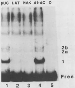 Figure 5appearedstrands shows DMS interference footprints for both of the origin DNA. Most guanine modifications with equal frequency in the bound and free frac-