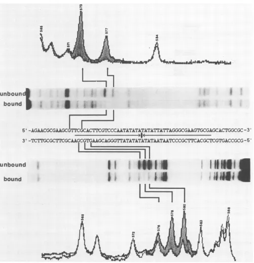 FIG. 5.endinbrokenprobe Fig. Methylation interference footprints of OBP on both DNA strands