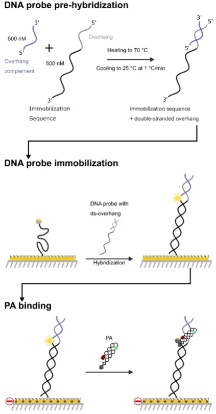 Figure 2. Overview of the experimental setup used to determine the bindingprofile of PA1–4 for a suite of DNA duplexes.