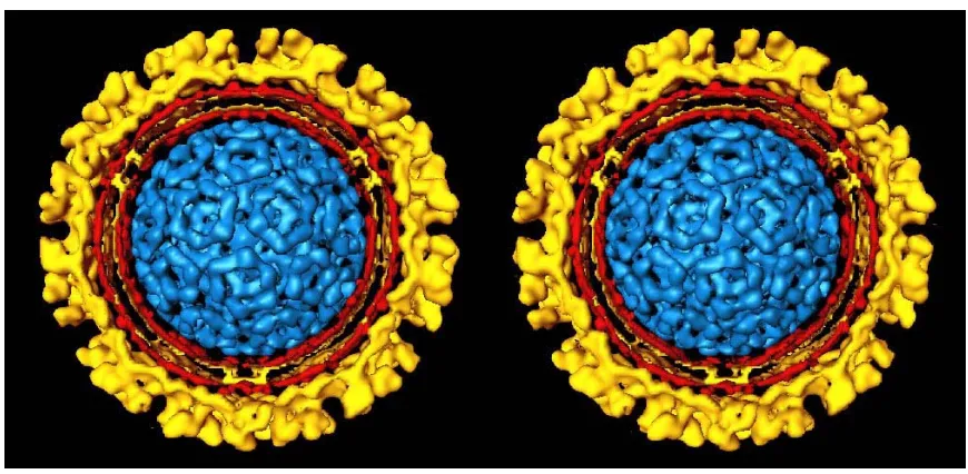 Figure 4.  Sindbis virus stereopair from reconstruction by single-particle method (from Paredes, et al.)  