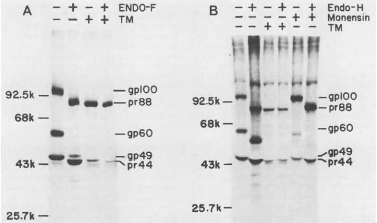 FIG. 2.determinedaboveRoxPM.ml)indicated[35S]methionine The effect of monensin on MDHV-B processing asbypulse-chaseanalysis.A15-minpulsewith was followed by chases of various times shown each lane