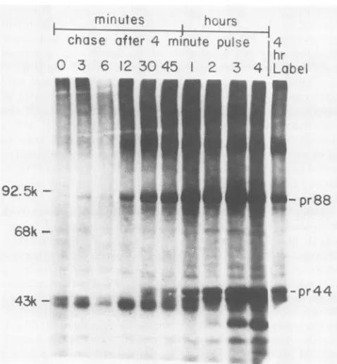 FIG. 4.experimentchasewasperformedwas Kinetics of MDHV-B processing as determined by pulse- analysis in the presence of tunicamycin