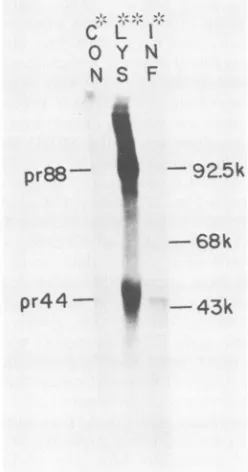 Fig.1).presentLabeledprecursor moleculesmust have been in normal amounts from the start, since MDHV-Bintermediates and products appeared in expected amounts