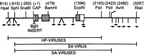 FIG.1.arequenceindicateregion.vectorstion+41, Human P-globin gene and surrounding sequences