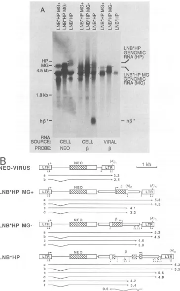 FIG. 2.ofbythe(A)naPositionsP-globin 200-base-pair each Analysis of RNA from ,-globin vectors containing the Hpal-to-PstI ,-globin fragment