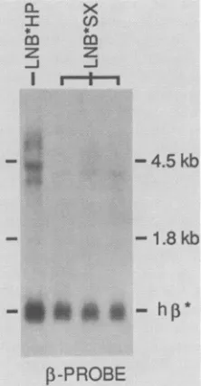 FIG.3.orinanalyzed.humanLNB*HP the LNB*SX. Comparison of RNA in PA317 cells containing LNB*HP Northern (RNA) analysis was performed as described legend to Fig