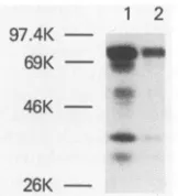 FIG.1.4582).terminusreversederivedandmapterminationSequenasepRT250 Map of clone pRT250 pol insert and structures of pRT250 and AKR MuLV reverse transcriptase proteins