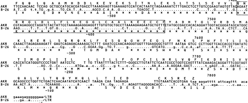 FIG.-1ofbeeninindicatenucleotidescorrespondingshown the B-26, 3. Nucleotide and deduced amino acid sequences of 3' env region of B-26 DNA