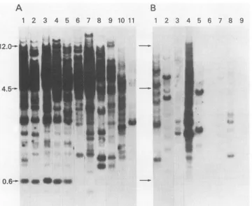 FIG. 4.680Ctransferredwasheddomesticus,molossinus,h,DNAs1 to respectively. Distribution of B-26-related sequences in rodent genomes