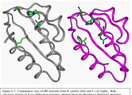 Figure 3-7:  Comparative view of HPr structure from B. subtilis (left) and E. coli (right)