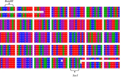 Figure 4-10:  Left lanecontains double digestedpCal-n, while the right lanecontains the insert digestwhich is clearlydistinguishable from itsparent vector sequence.