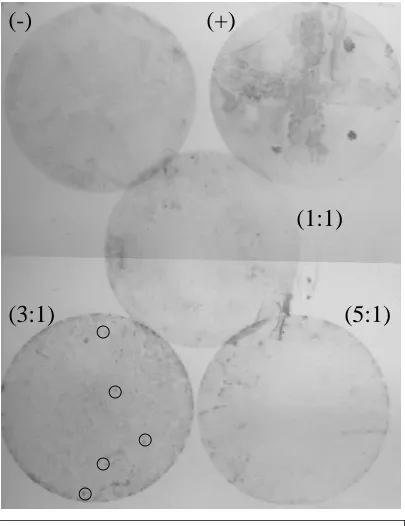Figure 4-12:  Dig® colony hybridization screening of the pCal-n + ptsH insert ligations, andcontrols