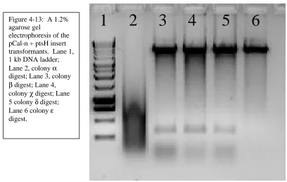 Figure 4-13:  A 1.2%agarose gel